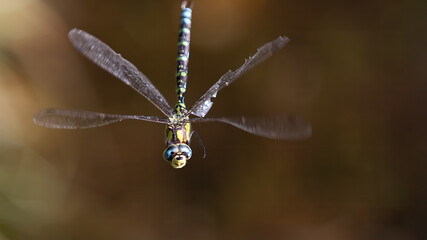 Saouthern Blue Hawker Dragonfly - Aeshna Cyaena
