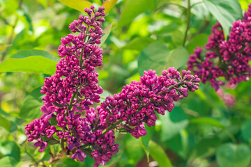 Obraz premium Lilac Branch Blooms in Spring at Daytime - Close-Up, Selective Focus, Soft Bokech. Violet Spring Flowers with Soft Aroma. Spring and Summer Gardening. Lilac Blossom. Purple Lilac Bush