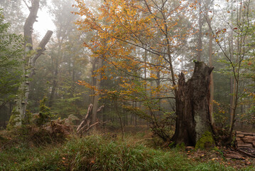 Fototapeta premium Las Murckowski jesienią, stare drzewa bukowe, mglisty jesienny poranek. 