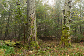 Las Murckowski jesienią, stare drzewa bukowe, mglisty jesienny poranek. 