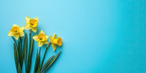 daffodil flowers. Spring theme with copyspace