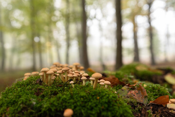 Grzyby w jesiennym lesie.