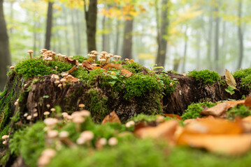 Grzyby w jesiennym lesie. © Elżbieta Kaps
