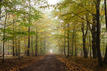 Las Murckowski jesienią, jesienna droga, mglisty jesienny poranek. 