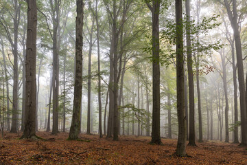 Las Murckowski jesienią, stare drzewa bukowe, mglisty jesienny poranek. 