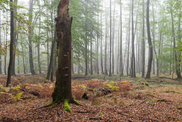 Las Murckowski jesienią, stare drzewa bukowe, mglisty jesienny poranek.  © Elżbieta Kaps