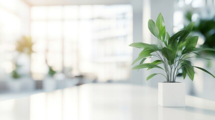 Green Plant on a White Table in a Modern Office