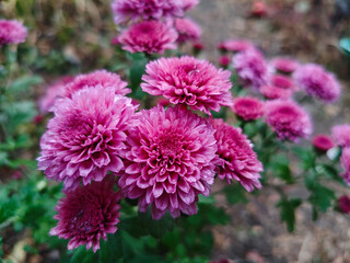 Closeup on red chrysanthemum flowers