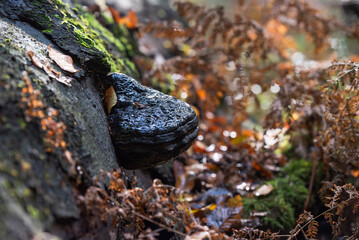 Grzyby huba w jesiennym lesie.