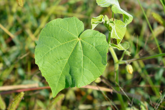 Velvetleaf leaf