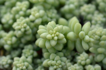 Burros tail leaves