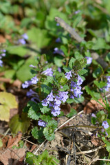 Ground ivy flowers