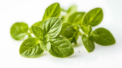 Fototapeta premium Oregano or marjoram leaves isolated on white background.