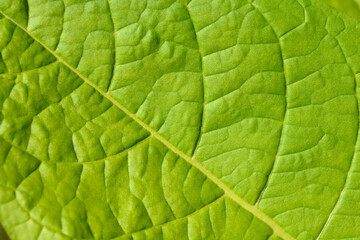 Cultivated tobacco leaf detail