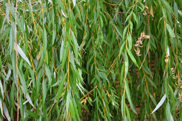 Green Weeping Willow Branches in Detail