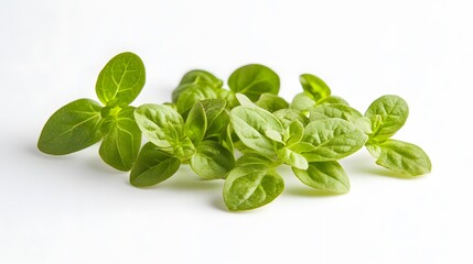 Fototapeta premium Oregano or marjoram leaves isolated on white background.