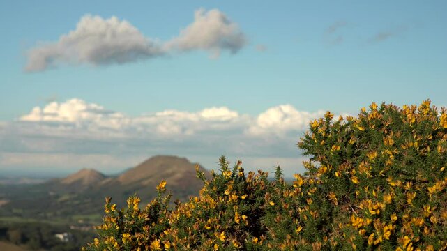 Church Stretton Shropshire landscape view with yellow gorse and the Shropshire Hills