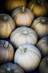 Butter Lamp, Speisekürbis, Kürbis, Cucurbita maxima, Herbstgemüse, Erntezeit, Herbstmarkt, Herbst, Herbstfarben, Nordwestschweiz, Schweiz