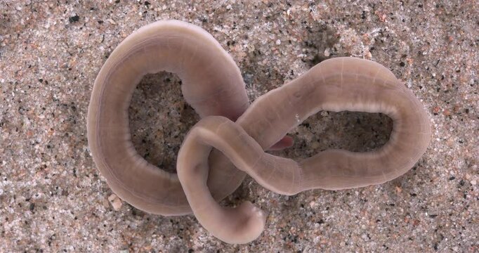 Nemertea worm, genus Cerebratulus sp. close-up, family Lineidae. Predator, feeds on mollusks and small crustaceans... White Sea
