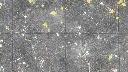 The gray-black sidewalk has fallen leaves and flowers. Concrete road texture with fallen leaves. Nature in the city background.
