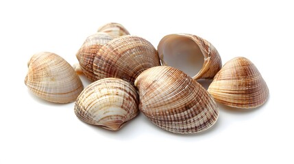 Asari clams on a white background. 