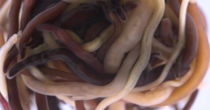 Colony of different Nemertea worms: Amphiporus lactifloreus, Lineus ruber, Lineus viridis. Predators, live in the littoral under stones. White Sea