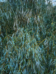 willow tree with drooping green branches photo