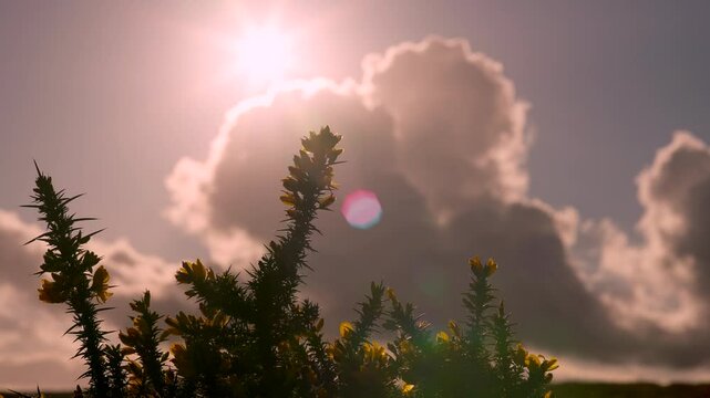 Beautiful sunshine and clouds passing a yellow British wild gorse bush