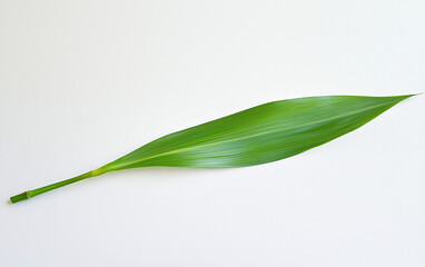 Obraz premium Leaf on White Background