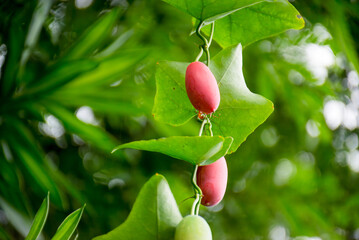 Ivy gourd Red and Green Fruit on Vine , Coccinia grandis Voigt or Cucurbitaceae with red fruits...