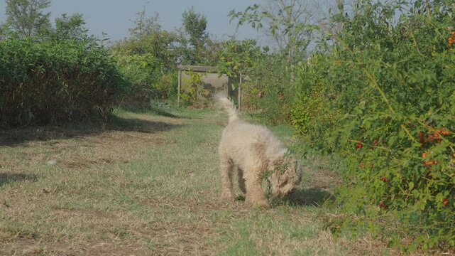 White lagotto romagnolo dog sniffing in the grass in a garden
