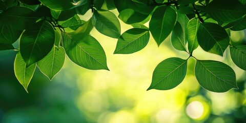 green leaves backdrop on a sunny day