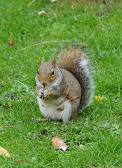 squirrel in the park