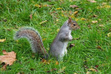 close up of a squirrel in the grass