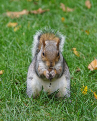 squirrel eating nut