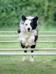 Border collie in agility session