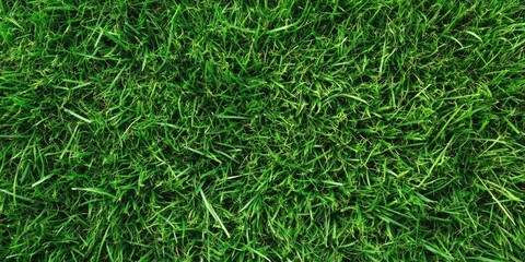 vibrant green grass