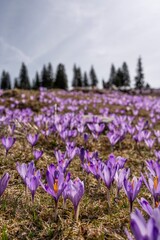 Obraz premium Vertical postcard view of the mountain slopes covered with purple crocuses, Slovenia 