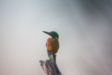 Zimorodek © chytla_fotografie