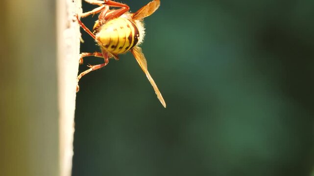 The venomous Japanese hornet is one of the largest wasp species in the world. They are dangerous animals because of their deadly venom.