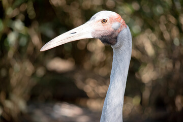 The Brolga is a pale grey colour with an obvious red to orange patch on their head with a black dewlap (piece of skin) hanging underneath their chin.