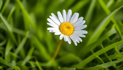 Obraz premium daisy flower in the grass