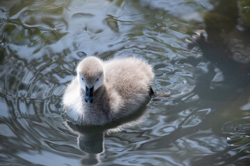 Cygnets are grey when they hatch with black beaks and gradually turn black over the first six months at which time they learn to fly.
