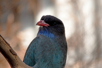 The dollar bird has mostly dark brown upperparts, washed heavily with blue-green on the back and wing coverts.