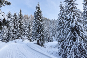 A snow covered road winds through a serene winter forest in the Italian Alps. Tall fir trees heavily blanketed in snow create a peaceful almost magical alpine scene
