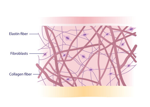 Cross section of skin layer with intact collagen, elastin fibers and fibroblasts in the dermis vector illustration on white background. Synthesis of collagen and elastin are produced by fibroblasts.
