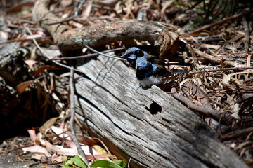 Male fairy wrens have rich blue and black plumage above and on the throat. The belly is grey-white and the bill is black.