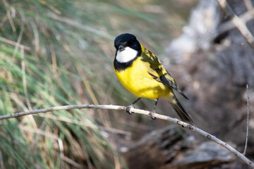 Golden whistler males have a distinctive black head, extending to the top of the nape and under the throat in a thick band.