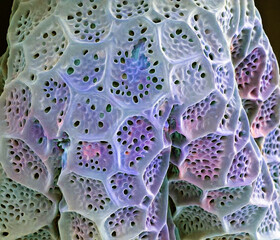 Basil pollen grain, SEM