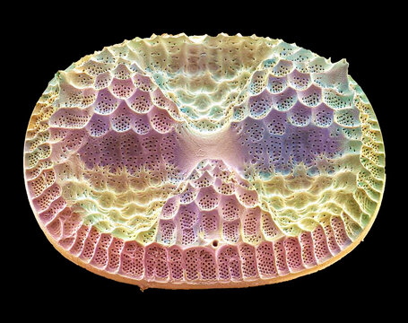 Diatom, SEM